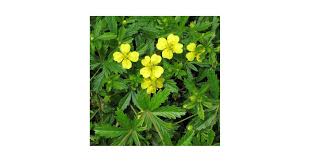 Image result for Potentilla tormentilla
