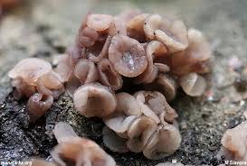 Attēlu rezultāti vaicājumam “Neobulgaria pura”