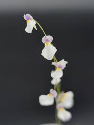 Attēlu rezultāti vaicājumam “Utricularia x neglecta flower”