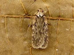 Attēlu rezultāti vaicājumam “Depressaria olerella imago”