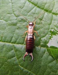 Attēlu rezultāti vaicājumam “Forficula auricularia male”