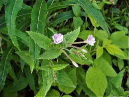 Attēlu rezultāti vaicājumam “Epilobium montanum”