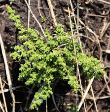 Attēlu rezultāti vaicājumam “Herniaria glabra”