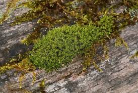 Attēlu rezultāti vaicājumam “| Dicranum”