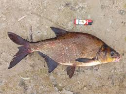 Image result for Abramis brama