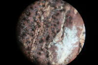 Attēlu rezultāti vaicājumam “Physarum daamsii”