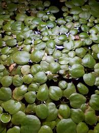 Attēlu rezultāti vaicājumam “Hydrocharis morsus-ranae”