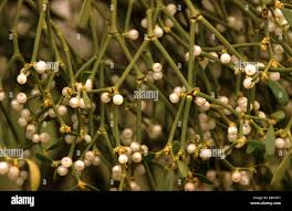 Attēlu rezultāti vaicājumam “Viscum album fruit”