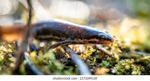 Attēlu rezultāti vaicājumam “Triturus vulgaris female”