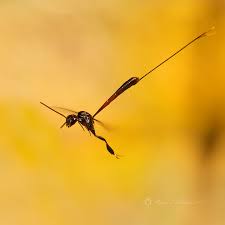 Attēlu rezultāti vaicājumam “Gasteruption jaculator imago”