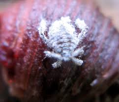 Attēlu rezultāti vaicājumam “Thecabius affinis imago”