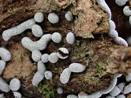 Attēlu rezultāti vaicājumam “Physarum cinereum macro”