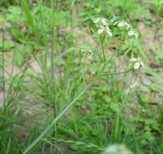 Attēlu rezultāti vaicājumam “Sisymbrium altissimum leaf”