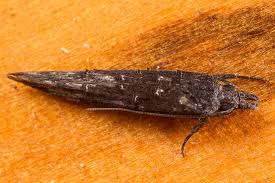 Attēlu rezultāti vaicājumam “Elachistidae”