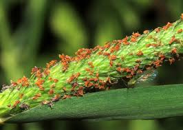 Attēlu rezultāti vaicājumam “Alopecurus aequalis flower”
