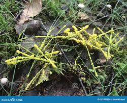 Attēlu rezultāti vaicājumam “Lignydium muscorum spores”