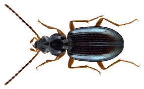 Attēlu rezultāti vaicājumam “Bembidion sp.”