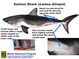 Image result for Lamna ditropis