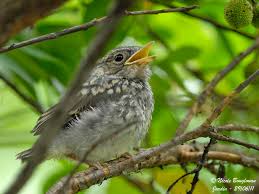 Attēlu rezultāti vaicājumam “Muscicapa striata juvenile”