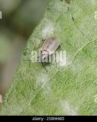 Attēlu rezultāti vaicājumam “Lochmaea caprea”