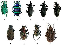 Attēlu rezultāti vaicājumam “Curculionidae”