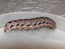 Attēlu rezultāti vaicājumam “Eurois occulta”