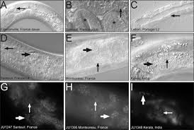 Attēlu rezultāti vaicājumam “Comatricha elegans var. microspora spores”