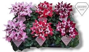 Image result for Cyclamen persicum