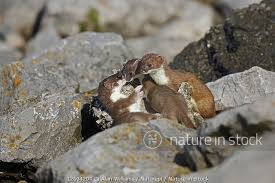 Attēlu rezultāti vaicājumam “Mustela erminea adult”
