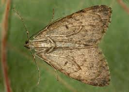 Attēlu rezultāti vaicājumam “Chloroclysta siterata”