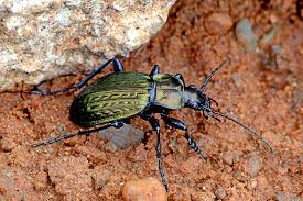 Attēlu rezultāti vaicājumam “Carabus cancellatus”