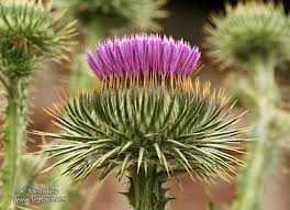 Image result for Onopordum acanthium