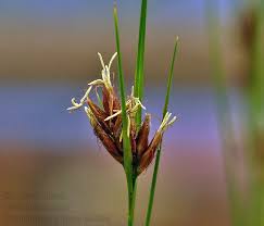 Attēlu rezultāti vaicājumam “Rhynchospora fusca”