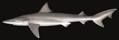 Image result for Nasolamia velox