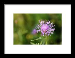Attēlu rezultāti vaicājumam “Centaurea phrygia flower”