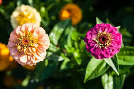 Image result for Zinnia violacea