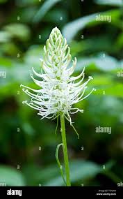 Attēlu rezultāti vaicājumam “Phyteuma spicatum”