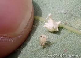 Attēlu rezultāti vaicājumam “Paidiscura pallens eggs”