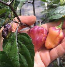 Afbeeldingsresultaat voor peach habanero hot pepper