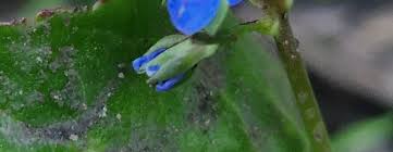 Attēlu rezultāti vaicājumam “Veronica beccabunga bud”