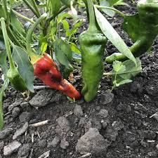 Afbeeldingsresultaat voor numex chimayo hot pepper