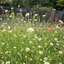 Image result for Scabiosa ochroleuca