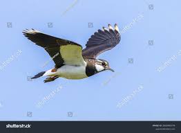 Attēlu rezultāti vaicājumam “Vanellus vanellus”