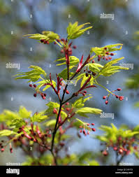 Attēlu rezultāti vaicājumam “Acer rufinerve flower”