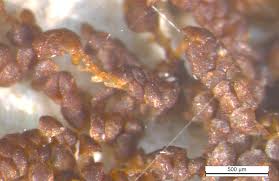 Attēlu rezultāti vaicājumam “Frullania fragilifolia”