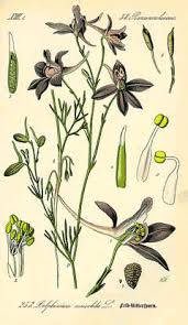 Image result for Consolida regalis