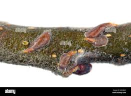 Attēlu rezultāti vaicājumam “Lepidosaphes ulmi”