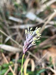 Attēlu rezultāti vaicājumam “Sesleria caerulea leaf”