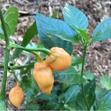 Afbeeldingsresultaat voor peach habanero hot pepper
