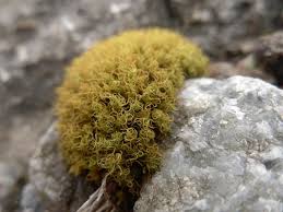 Attēlu rezultāti vaicājumam “Tortella tortuosa”